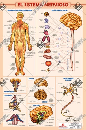 [LAM-19] LAM-19 | Sistema Nervioso